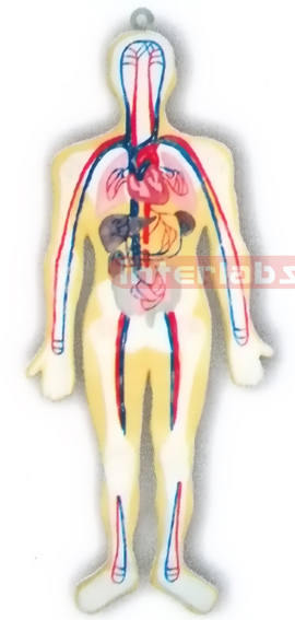 HANGING HUMAN BLOOD FULL CIRCULATION SYSTEM MODEL